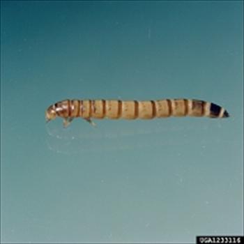 کرم های آرد